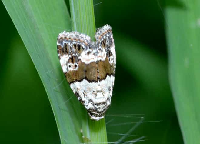 �����}�ӁE�q���l�W���R���K